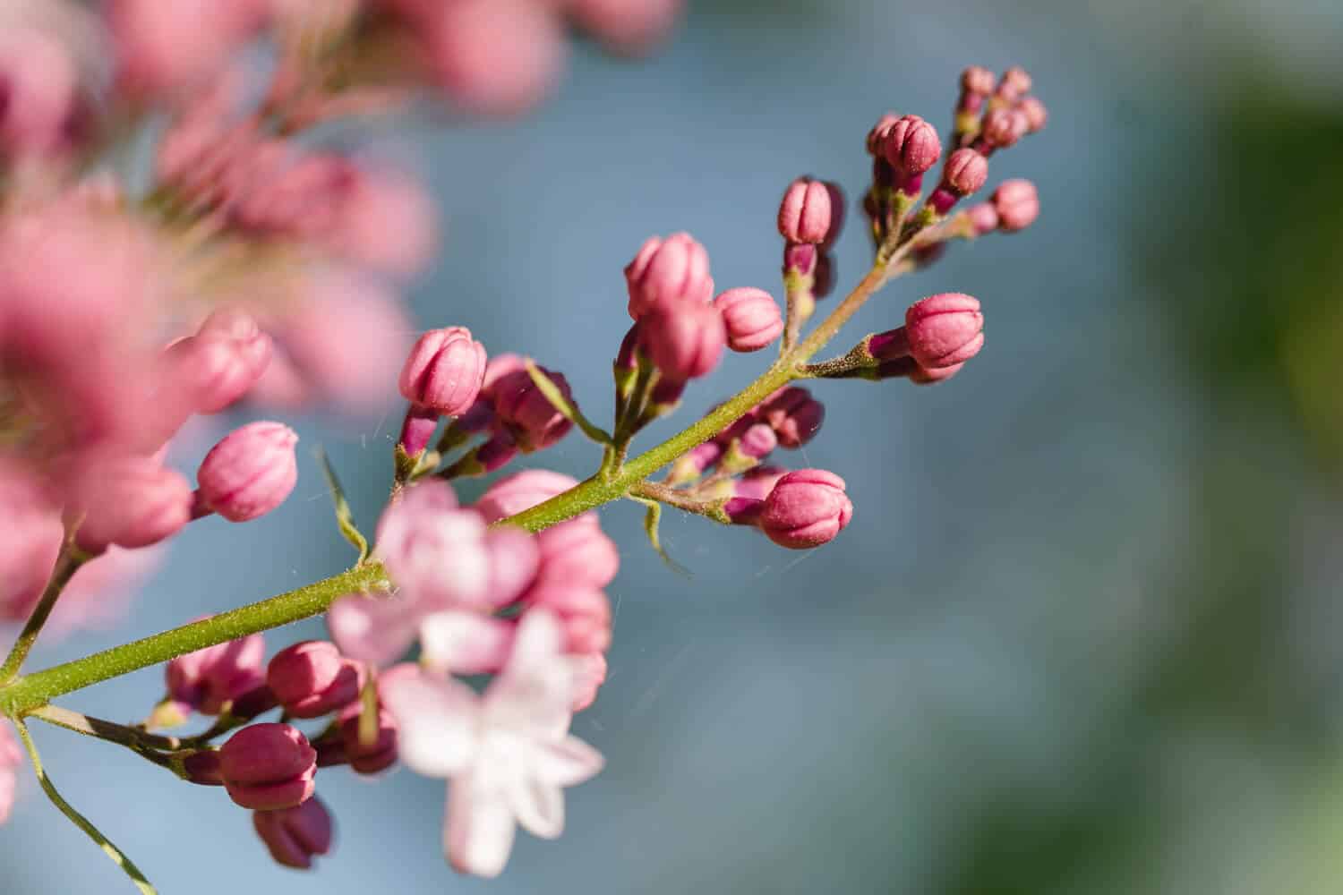 Blühende Blumen im Hofgarten in Seitenstetten